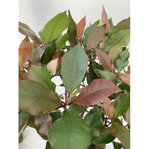 130 - TWO PHOTINIA FRASERI STANDARD TREES 'LITTLE RED ROBIN' APPROX OVER ONE METRE IN HEIGHT IN 3LTR POTS ... 