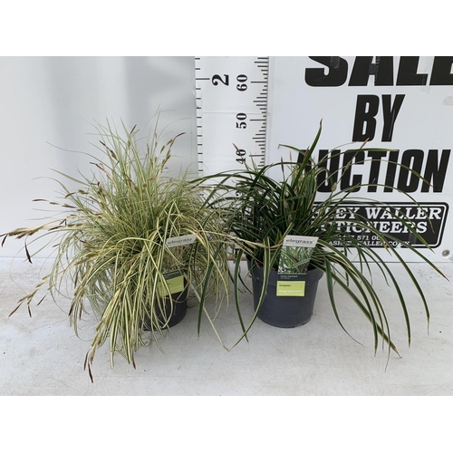 147 - TWO HARDY ORNAMENTAL GRASSES CAREX 'EVERGOLD' AND MORROWII 'ICE DANCE' IN 3 LTR POTS APPROX 50CM IN ... 