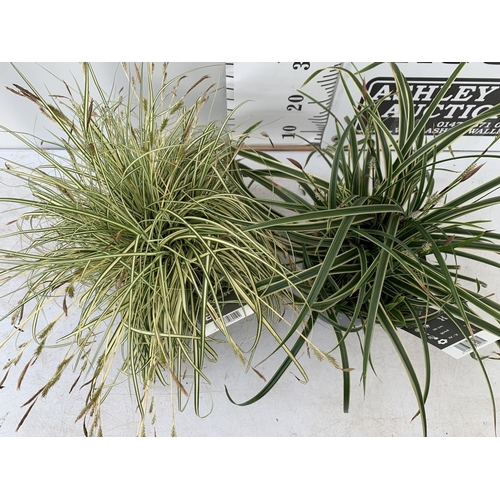 147 - TWO HARDY ORNAMENTAL GRASSES CAREX 'EVERGOLD' AND MORROWII 'ICE DANCE' IN 3 LTR POTS APPROX 50CM IN ... 