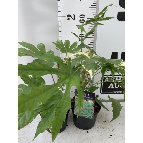 148 - TWO FATSIA JAPONICA VARIEGATA AND FATSIA POLYCARPA 'GREEN FINGERS' IN 2 LTR POTS 50CM TALL PLUS VAT ... 