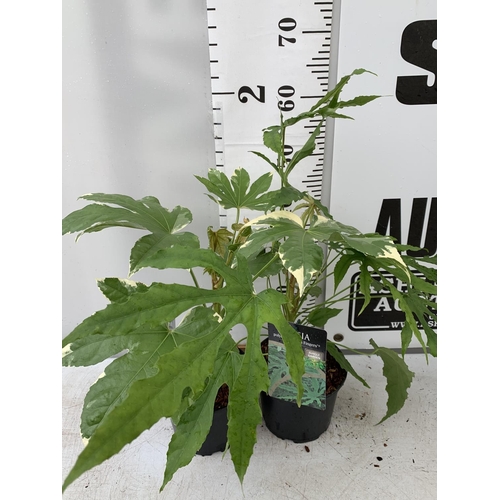 148 - TWO FATSIA JAPONICA VARIEGATA AND FATSIA POLYCARPA 'GREEN FINGERS' IN 2 LTR POTS 50CM TALL PLUS VAT ... 