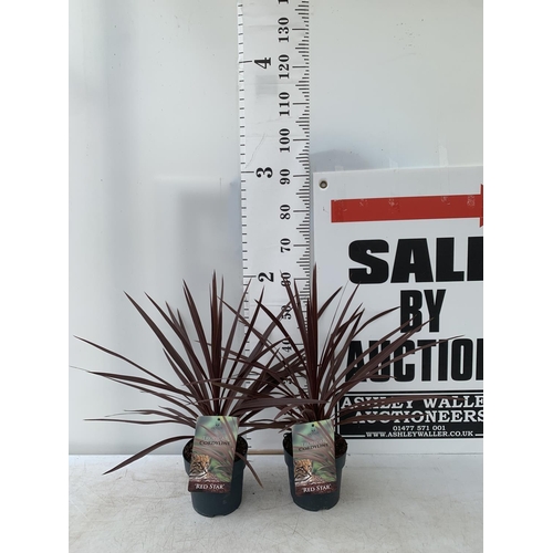 15 - TWO CORDYLINE AUSTRALIS RED STAR IN 2 LTR POTS HEIGHT 60CM PLUS VAT TO BE SOLD FOR THE TWO