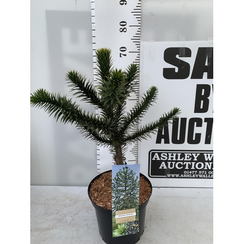 150 - ONE MONKEY PUZZLE TREE ARAUCARIA ARAUCANA APPROX 70CM IN HEIGHT IN A 5 LTR POT PLUS VAT