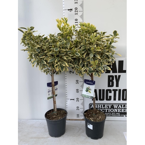 153 - TWO LARGE EUONYMUS JAPONICUS STANDARD TREES APPROX 110CM IN HEIGHT IN 5LTR POTS PLUS VAT TO BE SOLD ... 