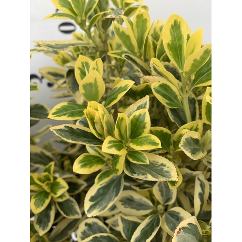 153 - TWO LARGE EUONYMUS JAPONICUS STANDARD TREES APPROX 110CM IN HEIGHT IN 5LTR POTS PLUS VAT TO BE SOLD ... 