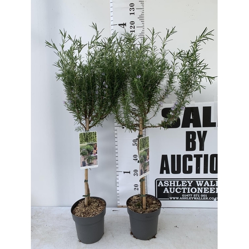 154 - TWO ROSEMARY OFFICINALIS STANDARD TREES APPROX 120CM IN HEIGHT IN 3LTR POTS NO VAT TO BE SOLD FOR TH... 