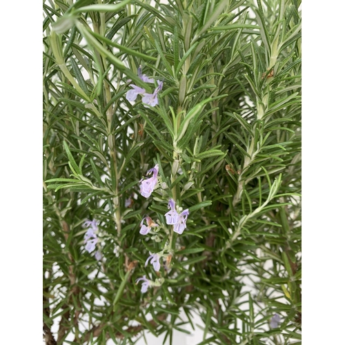 154 - TWO ROSEMARY OFFICINALIS STANDARD TREES APPROX 120CM IN HEIGHT IN 3LTR POTS NO VAT TO BE SOLD FOR TH... 