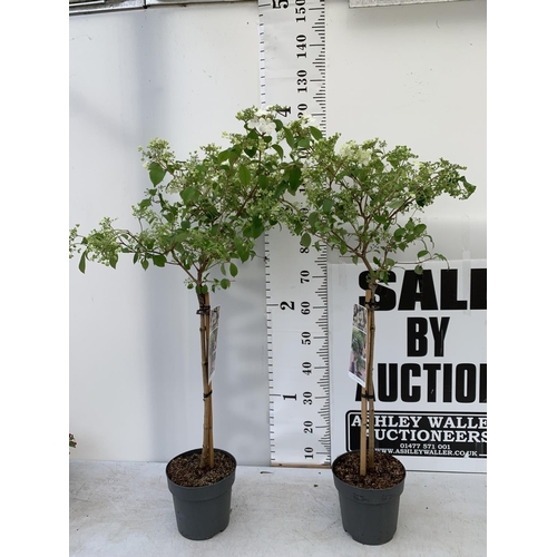 155 - TWO VIBURNUM PLICATUM 'WATANABE' STANDARD TREES APPROX 120CM IN HEIGHT IN 3LTR POTS PLUS VAT TO BE S... 