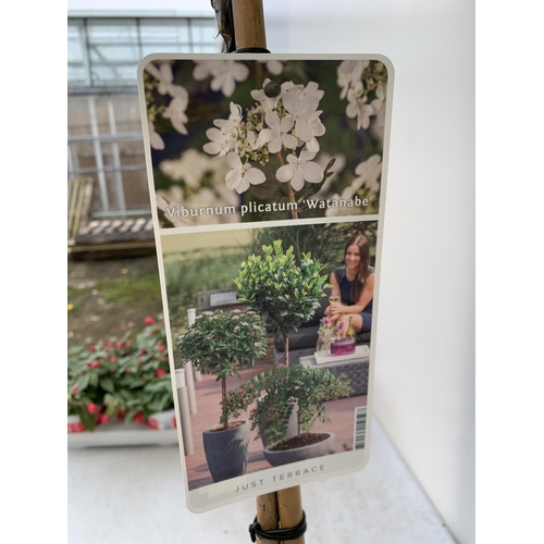 155 - TWO VIBURNUM PLICATUM 'WATANABE' STANDARD TREES APPROX 120CM IN HEIGHT IN 3LTR POTS PLUS VAT TO BE S... 