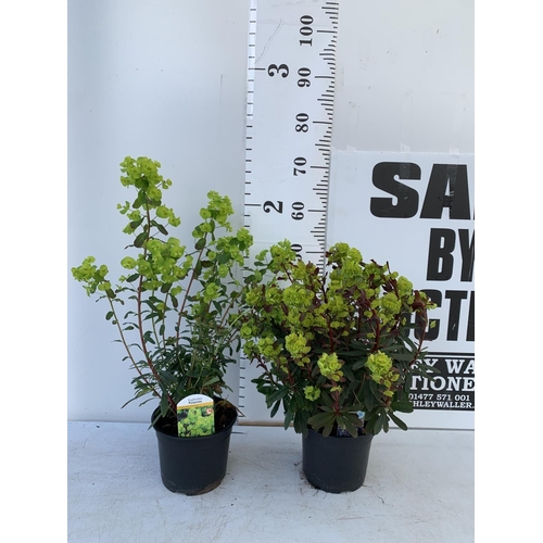 156 - TWO EUPHORBIA PURPUREA 60CM IN HEIGHT IN 2 LTR POTS PLUS VAT TO BE SOLD FOR THE TWO