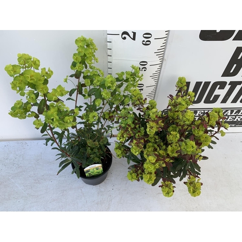 156 - TWO EUPHORBIA PURPUREA 60CM IN HEIGHT IN 2 LTR POTS PLUS VAT TO BE SOLD FOR THE TWO