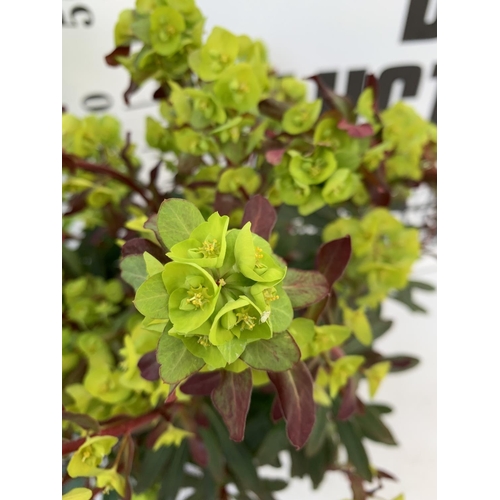 156 - TWO EUPHORBIA PURPUREA 60CM IN HEIGHT IN 2 LTR POTS PLUS VAT TO BE SOLD FOR THE TWO