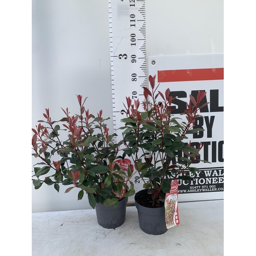 157 - TWO PHOTINIA 'CARRE ROUGE' IN 3 LTR POTS APPROX 70CM IN HEIGHT PLUS VAT TO BE SOLD FOR THE TWO