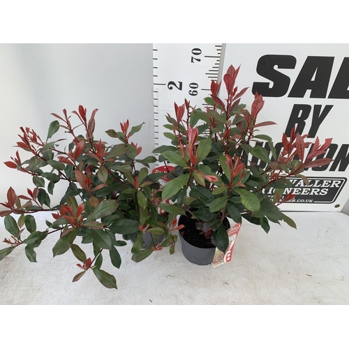 157 - TWO PHOTINIA 'CARRE ROUGE' IN 3 LTR POTS APPROX 70CM IN HEIGHT PLUS VAT TO BE SOLD FOR THE TWO