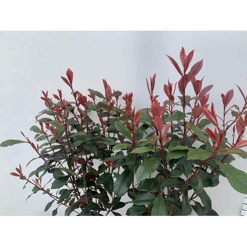 157 - TWO PHOTINIA 'CARRE ROUGE' IN 3 LTR POTS APPROX 70CM IN HEIGHT PLUS VAT TO BE SOLD FOR THE TWO