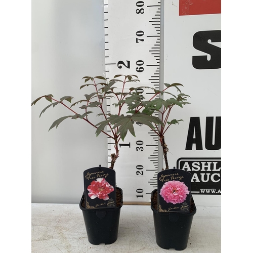 158 - TWO JAPANESE TREE PEONIES IN PINK AND RED AND WHITE IN 1 LTR POTS HEIGHT 55CM PLUS VAT TO BE SOLD FO... 