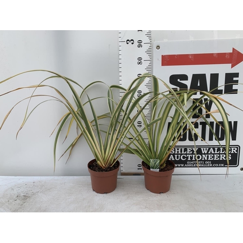 161 - TWO GREEN PHORMIUM TENAX 'CREAM DELIGHT' APPROX 70CM IN HEIGHT IN 3 LTR POTS PLUS VAT TO BE SOLD FOR... 