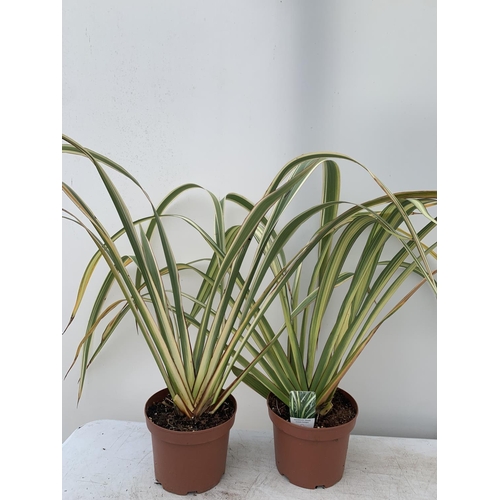 161 - TWO GREEN PHORMIUM TENAX 'CREAM DELIGHT' APPROX 70CM IN HEIGHT IN 3 LTR POTS PLUS VAT TO BE SOLD FOR... 