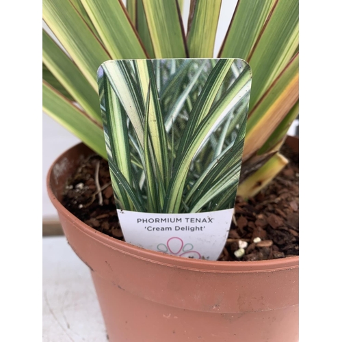 161 - TWO GREEN PHORMIUM TENAX 'CREAM DELIGHT' APPROX 70CM IN HEIGHT IN 3 LTR POTS PLUS VAT TO BE SOLD FOR... 