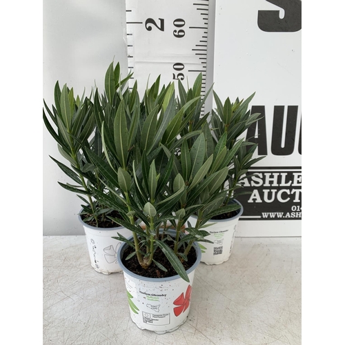 175 - THREE MIXED OLEANDER NERIUM APPROX 45CM TALL IN 1 LTR POTS PLUS VAT TO BE SOLD FOR THE THREE