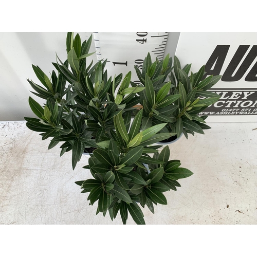 175 - THREE MIXED OLEANDER NERIUM APPROX 45CM TALL IN 1 LTR POTS PLUS VAT TO BE SOLD FOR THE THREE