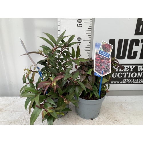 176 - TWO LEUCOTHOE DARK DIAMOND AND  ROYAL RUBY IN 2 LTR POTS 35CM TALL PLUS VAT TO BE SOLD FOR THE TWO