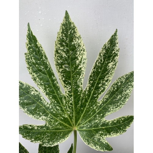 179 - TWO FATSIA SPIDER VARIEGATA IN 2 LTR POTS 40CM TALL PLUS VAT TO BE SOLD FOR THE TWO