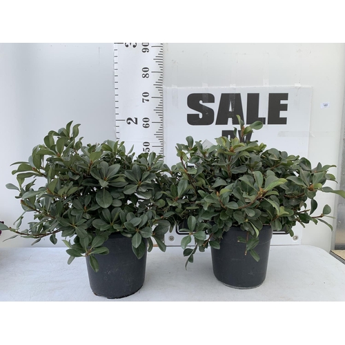 182 - TWO RHAPIOLEPIS UMBELLATA IN 7LTR POTS APPROX 55CM IN HEIGHT PLUS VAT TO BE SOLD FOR THE TWO