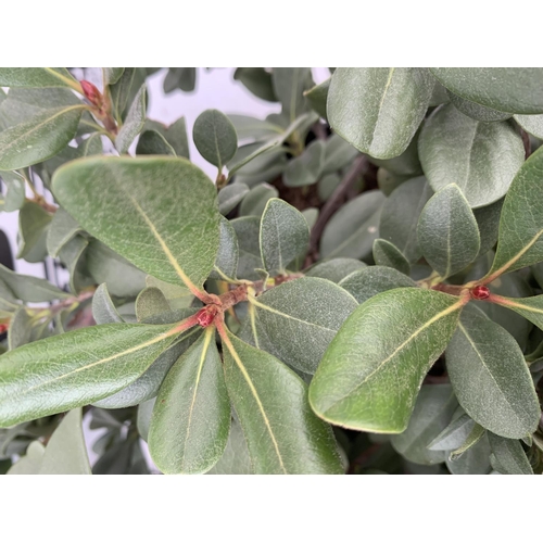 182 - TWO RHAPIOLEPIS UMBELLATA IN 7LTR POTS APPROX 55CM IN HEIGHT PLUS VAT TO BE SOLD FOR THE TWO