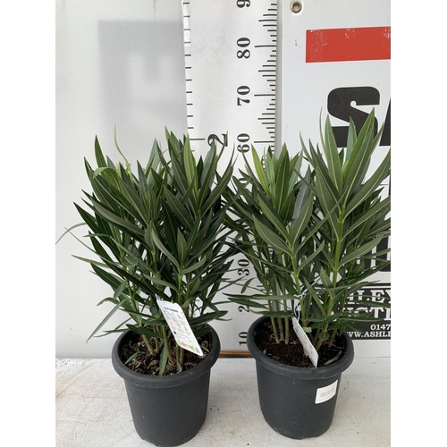 183 - TWO OLEANDER NERIUM SHRUBS MULTICOLOURED APPROX 60CM TALL IN 4 LTR POTS PLUS VAT TO BE SOLD FOR THE ... 