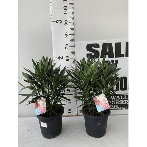 183 - TWO OLEANDER NERIUM SHRUBS MULTICOLOURED APPROX 60CM TALL IN 4 LTR POTS PLUS VAT TO BE SOLD FOR THE ... 