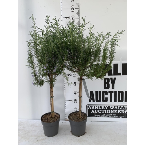 184 - TWO ROSEMARY OFFICINALIS STANDARD TREES APPROX 120CM IN HEIGHT IN 3LTR POTS NO VAT TO BE SOLD FOR TH... 