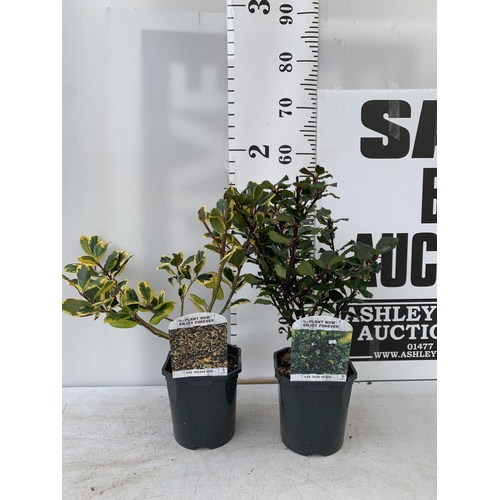 185 - TWO ILEX AQUIFOLIUM HOLLY 'GOLDEN KING' AND 'BLUE PRINCE' IN 2 LTR POTS OVER 50CM IN HEIGHT PLUS VAT... 