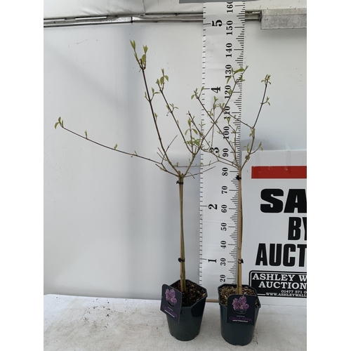 187 - TWO PURPLE CALLICARPA STANDARD TREES BODINIERI PROFUSION IN 4 LTR POTS 140CM IN HEIGHT PLUS VAT TO B... 