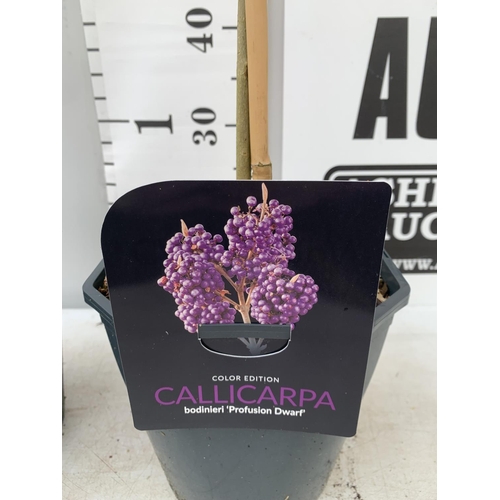 187 - TWO PURPLE CALLICARPA STANDARD TREES BODINIERI PROFUSION IN 4 LTR POTS 140CM IN HEIGHT PLUS VAT TO B... 