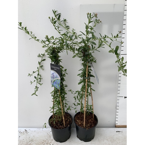 188 - TWO CEANOTHUS CONCHA IN A 2 LTR POT ON A PYRAMID FRAME 80CM TALL PLUS VAT TO BE SOLD FOR THE TWO