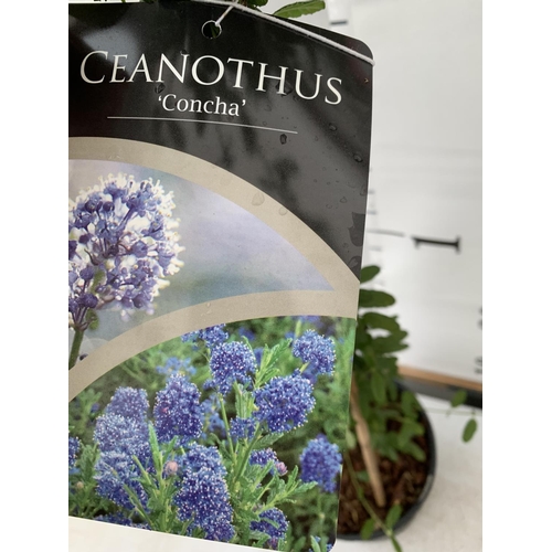 188 - TWO CEANOTHUS CONCHA IN A 2 LTR POT ON A PYRAMID FRAME 80CM TALL PLUS VAT TO BE SOLD FOR THE TWO