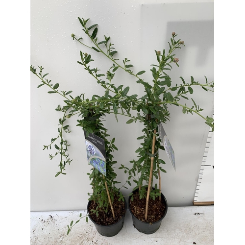 188 - TWO CEANOTHUS CONCHA IN A 2 LTR POT ON A PYRAMID FRAME 80CM TALL PLUS VAT TO BE SOLD FOR THE TWO