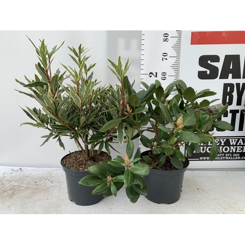 190 - TWO RHODODENDRON PONTICUM VARIEGATUM AND VIRGINIA RICHARDS IN 5 LTR POTS 60CM TALL PLUS VAT TO BE SO... 