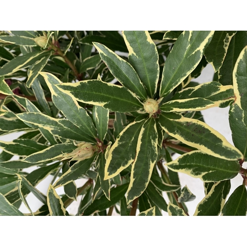 190 - TWO RHODODENDRON PONTICUM VARIEGATUM AND VIRGINIA RICHARDS IN 5 LTR POTS 60CM TALL PLUS VAT TO BE SO... 