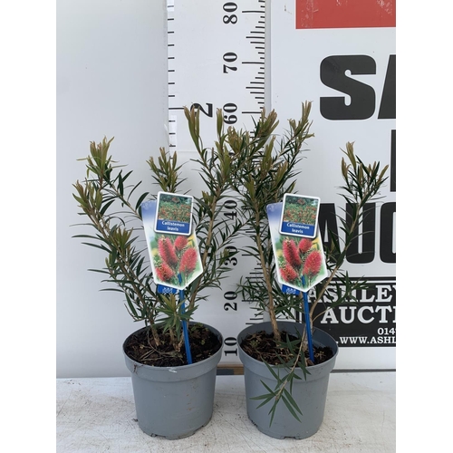 191 - TWO CALLISTEMON LAEVIS IN 2 LTR POTS 50CM IN HEIGHT PLUS VAT TO BE SOLD FOR THE TWO