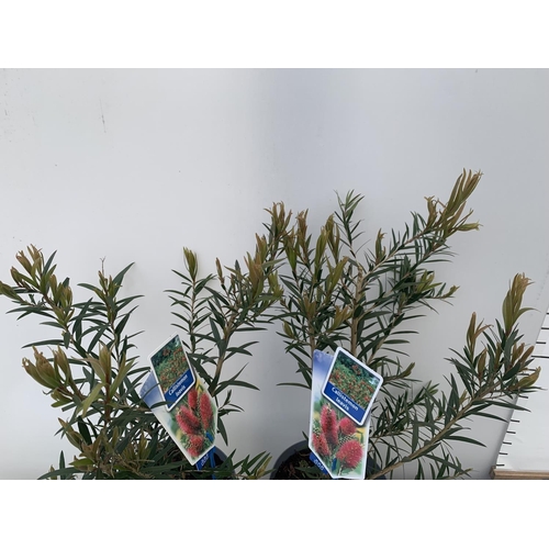 191 - TWO CALLISTEMON LAEVIS IN 2 LTR POTS 50CM IN HEIGHT PLUS VAT TO BE SOLD FOR THE TWO