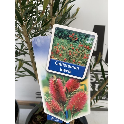 191 - TWO CALLISTEMON LAEVIS IN 2 LTR POTS 50CM IN HEIGHT PLUS VAT TO BE SOLD FOR THE TWO