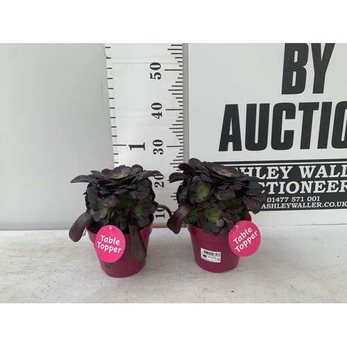 192 - TWO AEONIUM ARBOREUM VELOURS IN 1 LTR POTS 25CM IN HEIGHT PLUS VAT TO BE SOLD FOR THE TWO