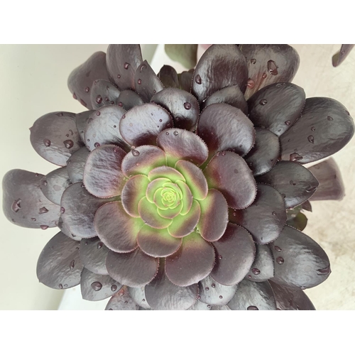 192 - TWO AEONIUM ARBOREUM VELOURS IN 1 LTR POTS 25CM IN HEIGHT PLUS VAT TO BE SOLD FOR THE TWO