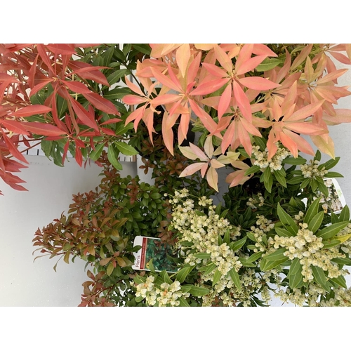 193 - FIVE MIXED PIERIS TO INCLUDE PRELUDE, LITTLE HEATH GREEN, FOREST FLAME ETC 50-70CM TALL TO BE SOLD F... 