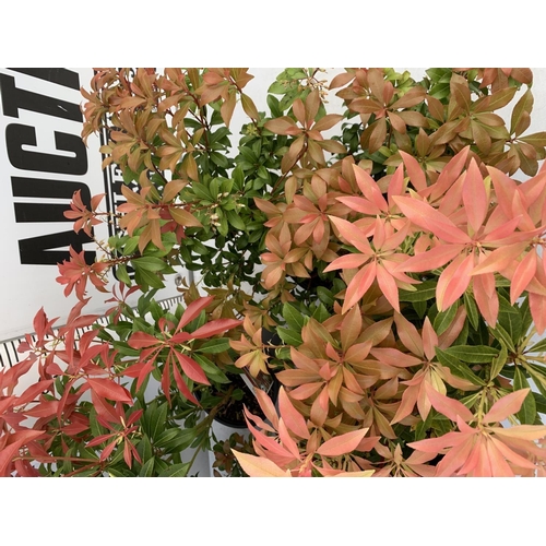 193 - FIVE MIXED PIERIS TO INCLUDE PRELUDE, LITTLE HEATH GREEN, FOREST FLAME ETC 50-70CM TALL TO BE SOLD F... 