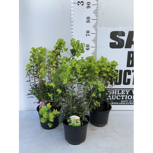 194 - THREE EUPHORBIA PURPUREA 60CM IN HEIGHT IN 2 LTR POTS PLUS VAT TO BE SOLD FOR THE THREE