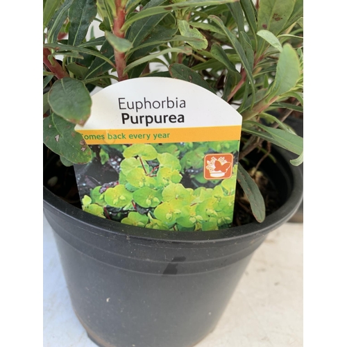 194 - THREE EUPHORBIA PURPUREA 60CM IN HEIGHT IN 2 LTR POTS PLUS VAT TO BE SOLD FOR THE THREE