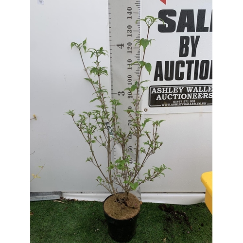 195 - ONE CORNUS KOUSA 'CHINA GIRL' TREE APPROX 130CM IN HEIGHT IN A 7 LTR POT PLUS VAT